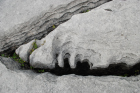 Sheshymore Limestone with classic kharstified exposures of the disolving fracture margins, Grikes, of tabular blocks of limestone pavement, Clints. Widened driven by post glacial disolution (McNamara, & Hennessy, 2010). Variscan folding initiated the fractures (Coller, 1984).